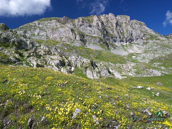 11 - Blütenpracht am Rand der Karstmulde Conca delle Carsene (2014)